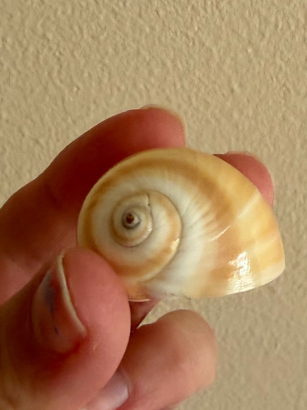 SEASHELL - Picture 2 of 5
